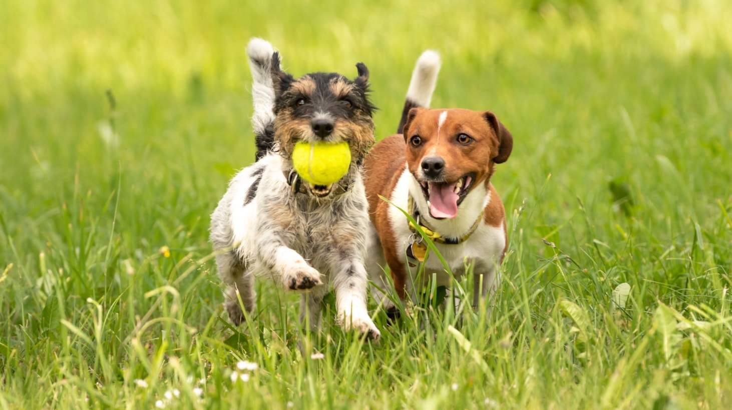 Dogs enjoying calm outdoor play